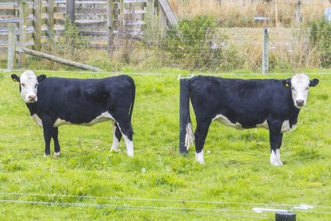 Photo of property in 365 Clintons Road, Charing Cross, Christchurch, 7671