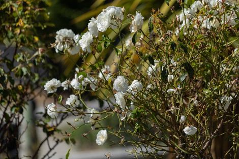 Photo of property in 27 Achilles Place, Wanaka, 9305