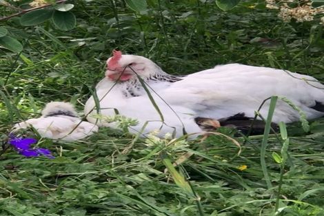 Photo of property in 263a Walton Road, Richmond Downs, Walton, 3475