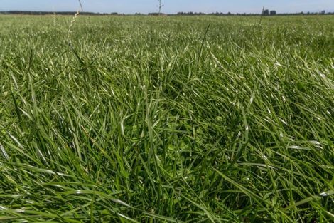 Photo of property in 706 Burnham School Road, Burnham, 7677