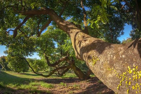 Photo of property in 313 Youngson Road, Whakamarama, Tauranga, 3179