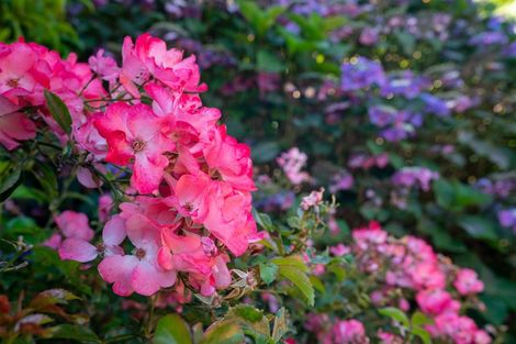 Photo of property in 42 Guildford Drive, Paraparaumu, 5032