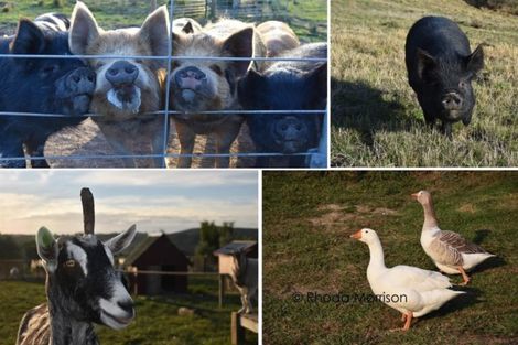 Photo of property in 173 Rangiora Road, Kaiwaka, 0573