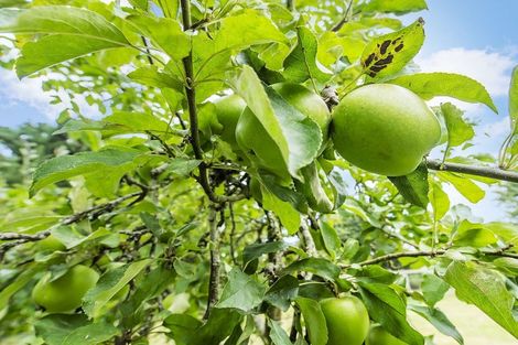 Photo of property in 1737 Hoskyns Road, Kirwee, Darfield, 7571