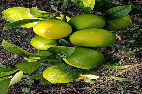 Photo of property in 21 Oaktree Avenue, Browns Bay, Auckland, 0630