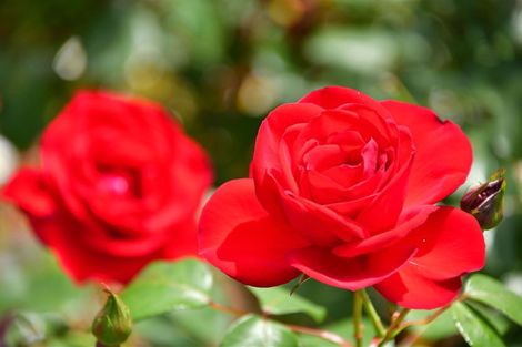 Photo of property in 14 Oliver Street, Warkworth, 0910