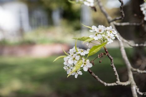 Photo of property in 118 Tarbert Street, Alexandra, 9320