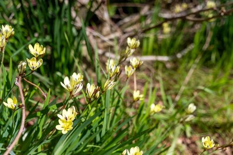 Photo of property in 1/47 Stredwick Drive, Torbay, Auckland, 0630