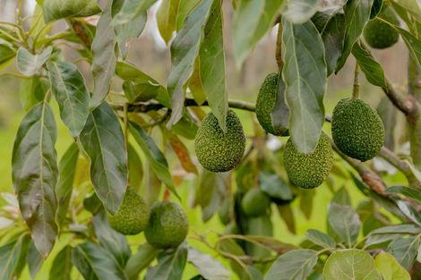 Photo of property in 30b Thompsons Track, Aongatete, 3178