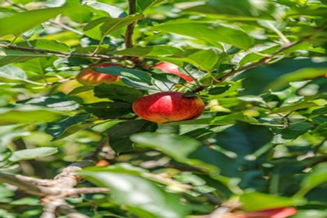 Photo of property in 18 Ko Place, Pyes Pa, Tauranga, 3112