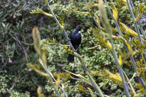 Photo of property in 464 Krippner Road, Puhoi, Silverdale, 0994