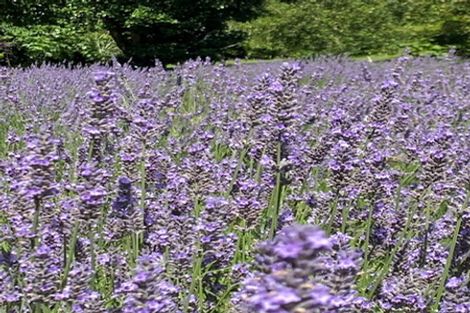 Photo of property in 9 Helland Drive, Bombay, Drury, 2579