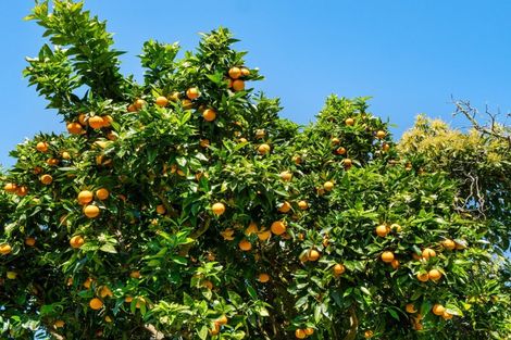 Photo of property in 154b Munro Road, Minden, Tauranga, 3179