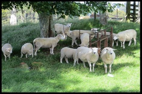 Photo of property in 146 Jackson Road, Hamurana, Rotorua, 3096