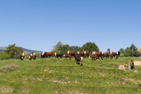 Photo of property in 998b Tauranga Road, Te Poi, Matamata, 3473