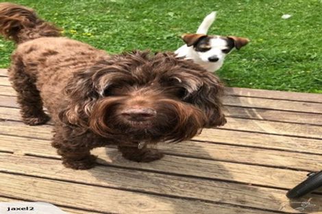 Photo of property in 29 Deverell Place, Northcross, Auckland, 0632