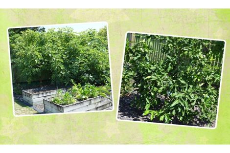 Photo of property in 6 Fraser Street, Kawerau, 3127