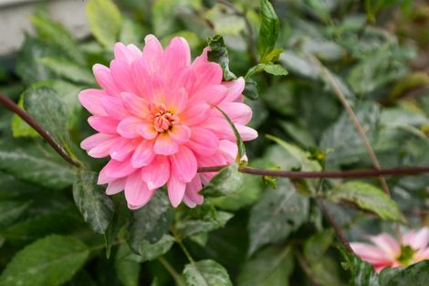 Photo of property in 19 Morris Street, Marton, 4710