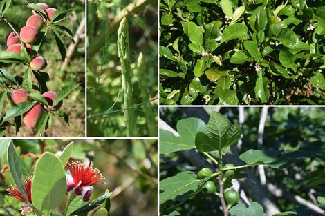 Photo of property in 245 Metcalfe Road, Matakohe, 0593