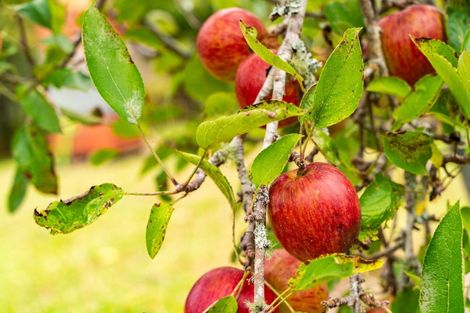 Photo of property in 21 Valley View Road, Otaika, Whangarei, 0170