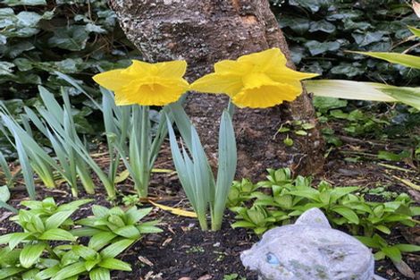 Photo of property in 6a Hart Street, Belleknowes, Dunedin, 9011