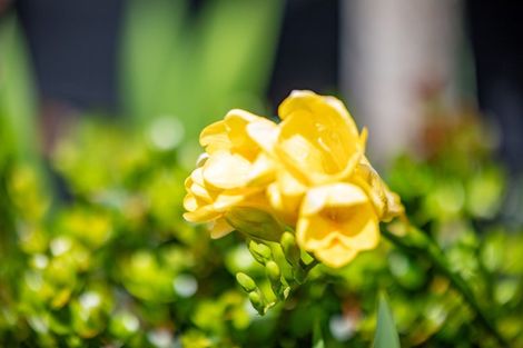 Photo of property in 11b Yanicks Crescent, Fitzroy, Hamilton, 3206