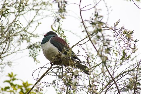Photo of property in 740 Tauranga Direct Road, Hamurana, Rotorua, 3096
