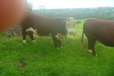 Photo of property in 353 Lockington Road, Aongatete, Katikati, 3181