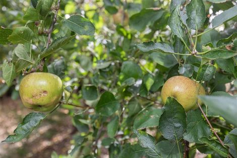 Photo of property in 29 Croft Terrace, Huntly, 3700