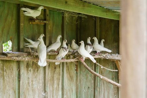 Photo of property in 288 Oropi Gorge Road, Oropi, Tauranga, 3173