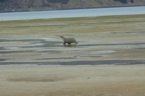 Photo of property in 46 Stepney Avenue, Harwood, Dunedin, 9077