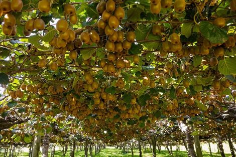 Photo of property in 13 James Road, Te Puna, Tauranga, 3176