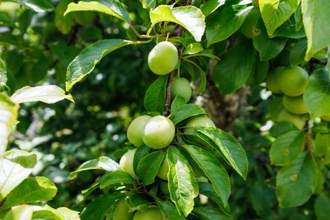 Photo of property in 3 Collins Crescent, Feilding, 4702