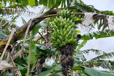 Photo of property in 61 Carr Street, Te Kamo, Whangarei, 0112