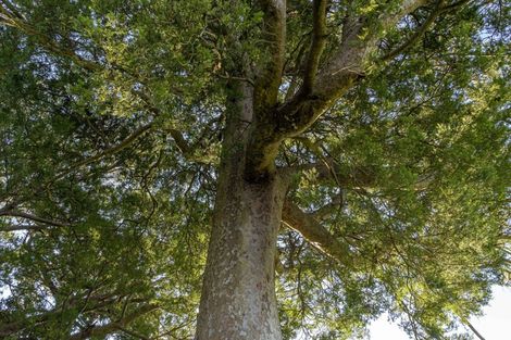 Photo of property in 23 Orchard Road, Greytown, 5712