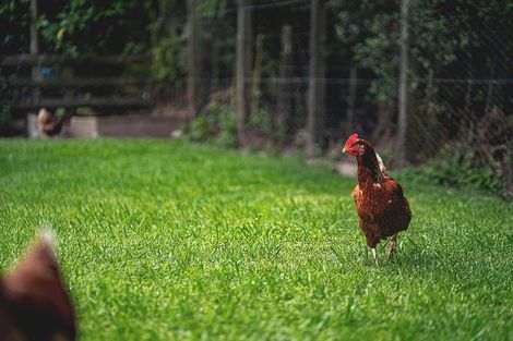 Photo of property in 309 Monowai Road, Wainui, Silverdale, 0994