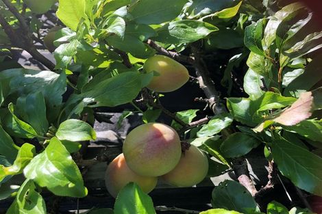 Photo of property in 24 Barton Street, Marton, 4710