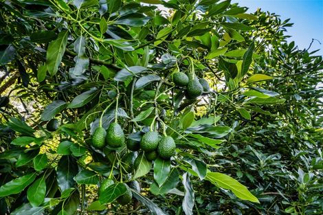 Photo of property in 82 Upland Road, Aongatete, Katikati, 3181