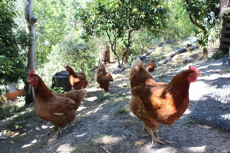 Photo of property in 57 Hauroa Road, Whataupoko, Gisborne, 4010