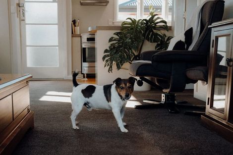 Photo of property in 91 Dunford Street, Rakaia, 7710