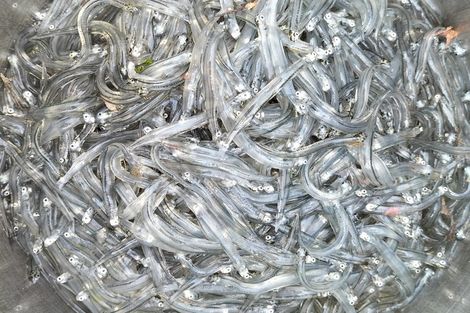 Photo of property in 18-19 Harbour Terrace, Kakanui, Oamaru, 9495