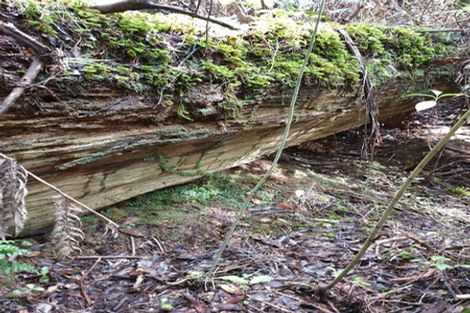 Photo of property in 372 Dangen Road, Peria, Kaitaia, 0482