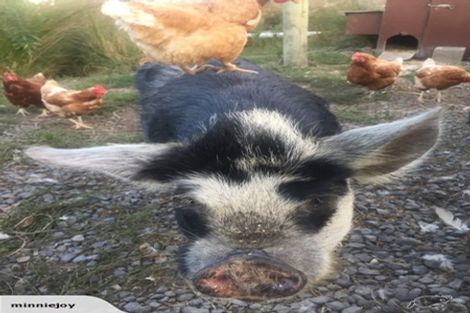 Photo of property in 90 Mill Road, Kaikoura Flat, Kaikoura, 7300