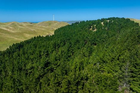 Photo of property in 363 Caseys Road, Lake Grassmere, Seddon, 7285