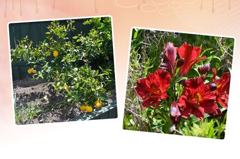 Photo of property in 19 Shepherd Road, Kawerau, 3127