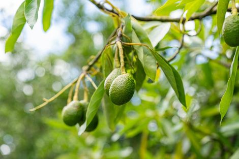 Photo of property in 1146 No 3 Road, Te Puke, 3183