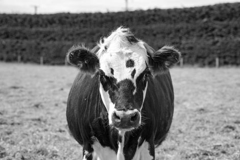 Photo of property in 53 Steel Road, West Plains, Invercargill, 9874