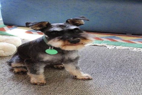 Photo of property in 41 Taunton Terrace, Blockhouse Bay, Auckland, 0600