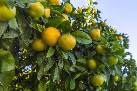 Photo of property in 125 Harris Street, Huntly, 3700