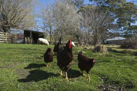 Photo of property in 3345 Weber Road, Weber, Dannevirke, 4970